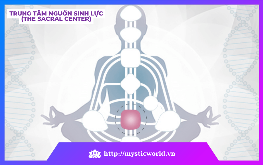 The Sacral Center – Trung tâm nguồn sinh lực